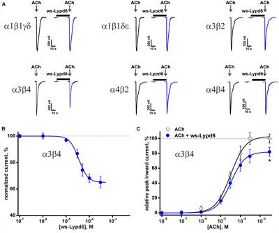 Human Three-Finger Protein Lypd6 Is a Negative Modulator of the Cholinergic System in the Brain